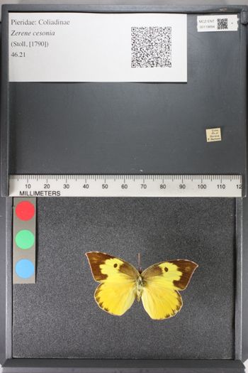 Media type: image;   Entomology 119894